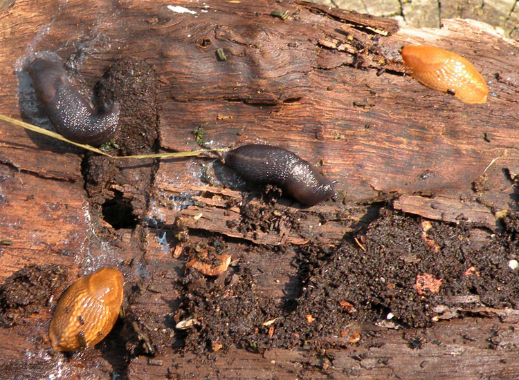 Limax? dal Parco dei monti Lessini
